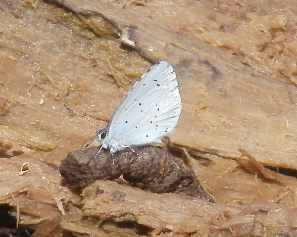 Celastrina argiolus?? S